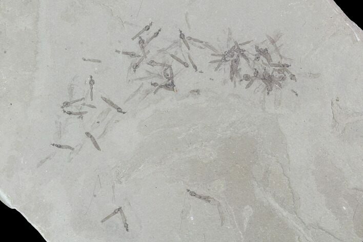 Fossil Crane Flies - Green River Formation, Utah #97452